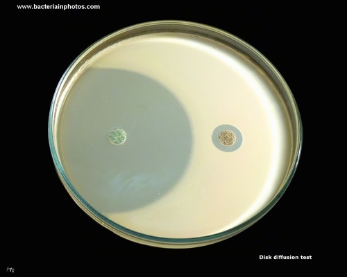 diffusion test with antibiotic discs, gentamicin resistant bacterium